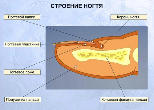 строение ногтя человека